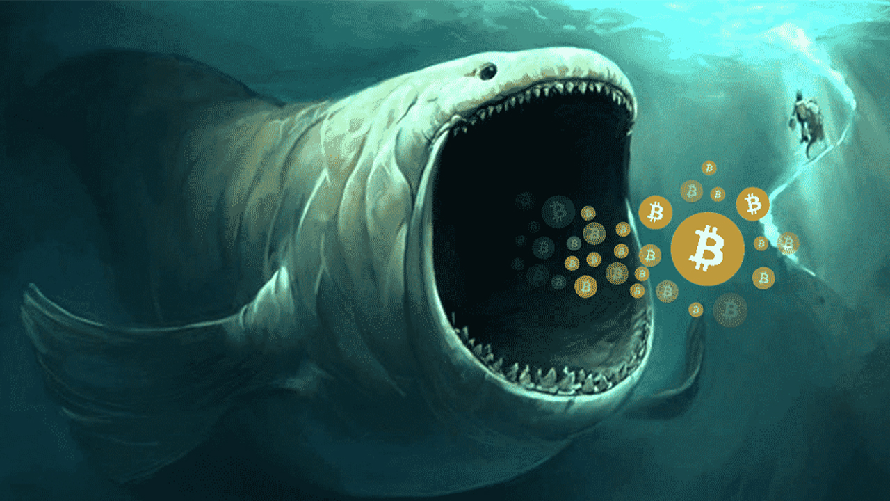 Numărul de balene Bitcoin a crescut cu 2% după înjumătățire