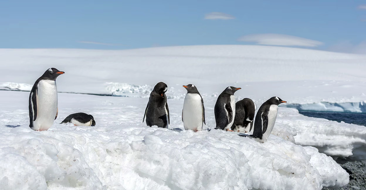 Antarctica Ascunde un Secret Uimitor: O Pădure Tropicală Străveche Sub Gheață